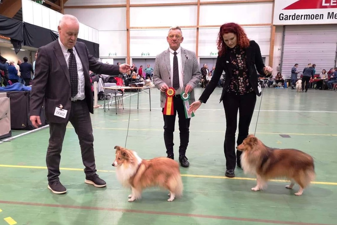 Norsk Grand Danois Klubb 02.02.2020